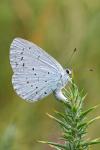 Celastrina argiolus