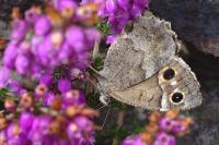 Hipparchia statilinus