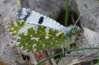 Euchloe crameri