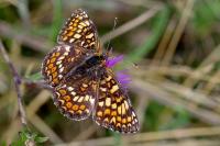 Melitaea phoebe
