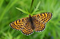 Melitaea cinxia