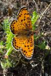 Melitaea didyma
