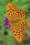 Argynnis paphia