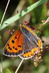 Lycaena phlaeas