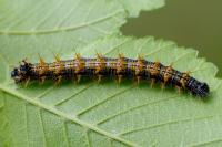 Nymphalis polychloros