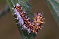 Polygonia c-album