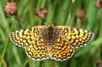Melitaea cinxia