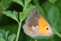 Coenonympha pamphilus