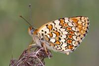 Melitaea phoebe
