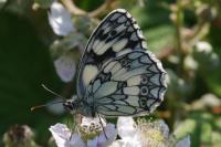 Melanargia galathea