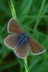 Cyaniris semiargus