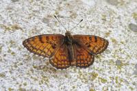 Melitaea parthenoides