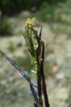 Euchloe crameri