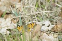 Nymphalis polychloros