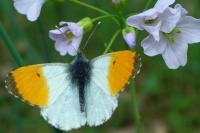 Anthocharis cardamines