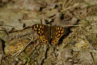 Pararge aegeria