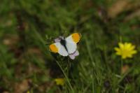 Anthocharis cardamines