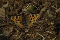 Nymphalis polychloros