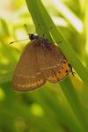Satyrium pruni