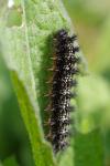 Melitaea phoebe