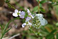 Anthocharis cardamines