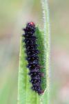 Melitaea cinxia