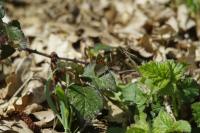 Lycaena phlaeas