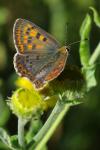 Lycaena tityrus