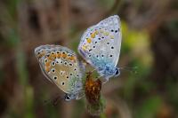 Polyommatus icarus
