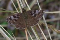 Erynnis tages