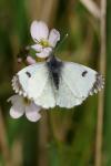 Anthocharis cardamines