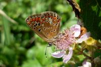 Aricia agestis