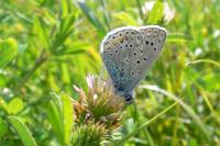 Polyommatus icarus