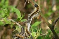 Aporia crataegi