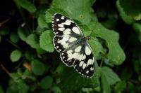 Melanargia galathea