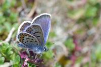 Plebejus argus