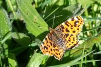 Araschnia levana