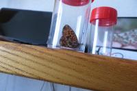 Boloria dia