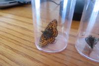 Boloria dia