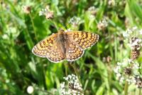 Melitaea cinxia