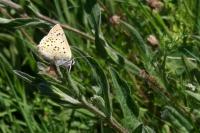 Lycaena tityrus