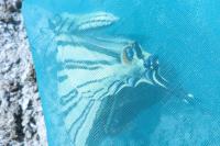 Iphiclides podalirius