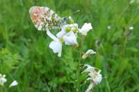 Anthocharis cardamines