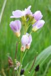 Anthocharis cardamines