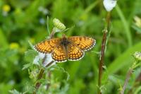 Melitaea parthenoides