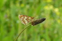 Melitaea parthenoides