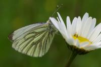 Pieris napi