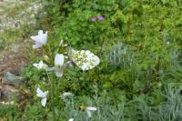 Anthocharis cardamines