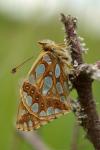 Issoria lathonia