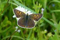Lycaena tityrus